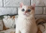 Beautiful girl - British Shorthair Cat For Sale - Glendale&comma; CA&comma; US
