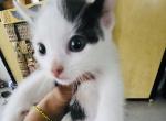 Domino - Domestic Cat For Sale - 