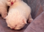 Purrrfect Persians - Persian Kitten For Sale - Los Angeles&comma; CA&comma; US