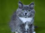LaVa - Siberian Cat For Sale - Miami&comma; FL&comma; US