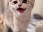 Rico Bri - British Shorthair Cat For Sale - Brooklyn&comma; NY&comma; US