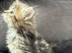 Coco - Siberian Kitten For Sale - Lynnfield&comma; MA&comma; US