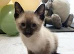 Siamese Pure Bred Kitten - Siamese Cat For Sale - Leominster&comma; MA&comma; US
