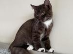 Chocolate Mitted Male Kitten - Ragdoll Cat For Sale - Beach Park&comma; IL&comma; US