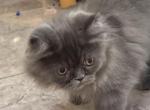 Lucky a Blue Smoke Male - Persian Cat For Adoption - Las Vegas&comma; NV&comma; US