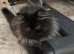 Cookie a Black Smoke Female - Persian Cat For Adoption - Las Vegas&comma; NV&comma; US