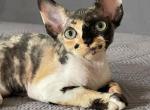 Devon Rex Black Tortie with White - Devon Rex Kitten For Sale - Hollywood&comma; FL&comma; US
