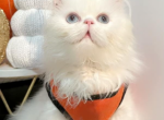 Purebred Persians - Persian Kitten For Sale - Staten Island&comma; NY&comma; US