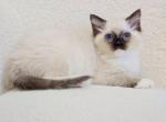 Bueatiful Ragdoll Girl - Ragdoll Kitten For Sale - Southwick&comma; MA&comma; US