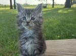 Baby B Polydactyl - Maine Coon Cat For Sale - Kansas City&comma; MO&comma; US