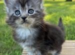 Baby E - Maine Coon Cat For Sale - Kansas City&comma; MO&comma; US