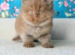 Major - British Shorthair Kitten For Sale - Los Angeles&comma; CA&comma; US