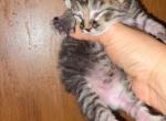 Girl 1 - Maine Coon Kitten For Sale - Mishawaka&comma; IN&comma; US