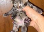 Girl 2 - Maine Coon Kitten For Sale - Mishawaka&comma; IN&comma; US
