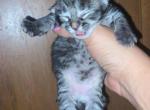 Girl 3 - Maine Coon Kitten For Sale - Mishawaka&comma; IN&comma; US