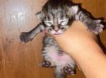Boy - Maine Coon Kitten For Sale - Mishawaka&comma; IN&comma; US