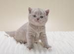Charlie - British Shorthair Kitten For Sale - Pembroke Pines&comma; FL&comma; US