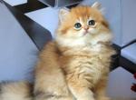 Lidiya - British Shorthair Kitten For Sale - Pembroke Pines&comma; FL&comma; US