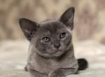 Boris - Burmese Cat For Sale - Miami&comma; FL&comma; US