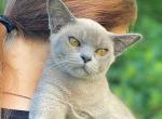 Mikki - Burmese Cat For Sale - Miami&comma; FL&comma; US