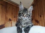 Jacqueline - Maine Coon Cat For Sale - Miami&comma; FL&comma; US