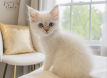 Cincy Ragdolls Terry - Ragdoll Cat For Sale - Maineville&comma; OH&comma; US