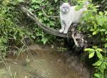 Lulu - British Shorthair Cat For Sale - Okc&comma; OK&comma; US