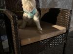 Peach - Maine Coon Cat For Sale - Hollywood&comma; FL&comma; US