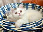 WHITE POPPY - Scottish Fold Cat For Sale - Staten Island&comma; NY&comma; US