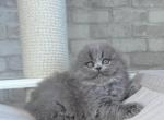 Adel - Scottish Fold Kitten For Sale - Los Angeles&comma; CA&comma; US