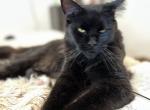 Loni - Maine Coon Cat For Adoption - Hollywood&comma; FL&comma; US