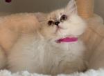 Sadie - Ragdoll Cat For Sale - Monroe&comma; NC&comma; US
