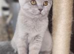 Wally - Scottish Fold Cat For Sale - Copperas Cove&comma; TX&comma; US