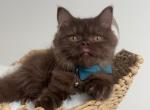 Feromon - British Shorthair Cat For Sale - Los Angeles&comma; CA&comma; US