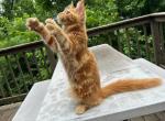 Maine coon kitten Garfield - Maine Coon Cat For Sale - Liberty&comma; NC&comma; US
