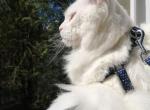Big cat mainecoon white adult female and male - Maine Coon Cat For Sale - Liberty&comma; NC&comma; US