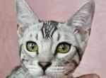 Silver Female Red Collar - Bengal Cat For Sale - Bradner&comma; OH&comma; US