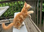 Mainecoon  orange kitten male purebred - Maine Coon Cat For Sale - Liberty&comma; NC&comma; US