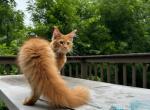 Garfieldand Gabriel  red and orange mainecoon - Maine Coon Cat For Sale - Liberty&comma; NC&comma; US