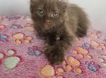 Cinnamon smoke female - Highlander Kitten For Sale - Frenchtown&comma; MI&comma; US