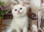 Bertha - British Shorthair Kitten For Sale - Glendale&comma; CA&comma; US