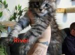 River - Maine Coon Kitten For Sale - Castleton&comma; VA&comma; US