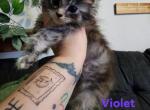 Violet - Maine Coon Kitten For Sale - Castleton&comma; VA&comma; US