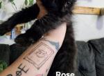Rose - Maine Coon Kitten For Sale - Castleton&comma; VA&comma; US