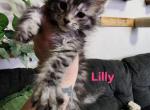 Lilly - Maine Coon Kitten For Sale - Castleton&comma; VA&comma; US