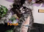 Forest - Maine Coon Kitten For Sale - Castleton&comma; VA&comma; US