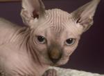 Milo - Bambino Cat For Sale - Carlisle&comma; PA&comma; US