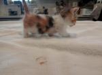 Cuddles Spayed already Prior Reduced - Munchkin Kitten For Sale - Houston&comma; TX&comma; US