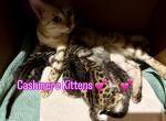 TICA Cashmere Kittens - Bengal Kitten For Sale - Stroudsburg&comma; PA&comma; US