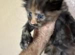 Kee - Maine Coon Kitten For Sale - Lorena&comma; TX&comma; US